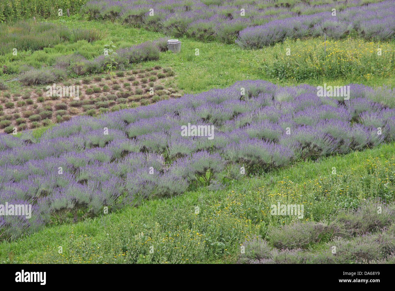 Fleur parfumée et champ de lavande cultivée par les amateurs et les patients des moines bénédictins Banque D'Images