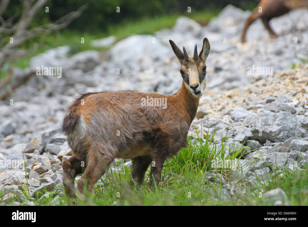 Baby Chamois Banque D Image Et Photos Alamy