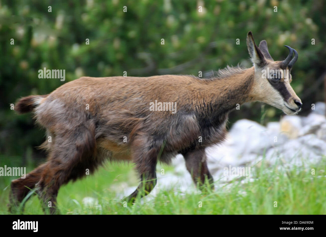 Baby Chamois Banque D Image Et Photos Alamy