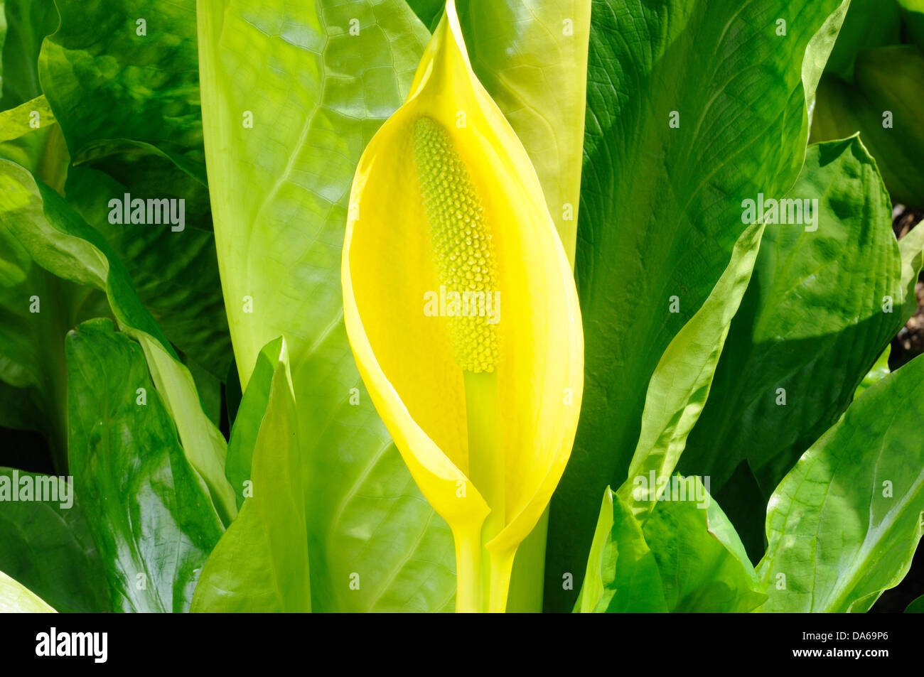 Yellow arum Banque de photographies et d'images à haute résolution - Alamy