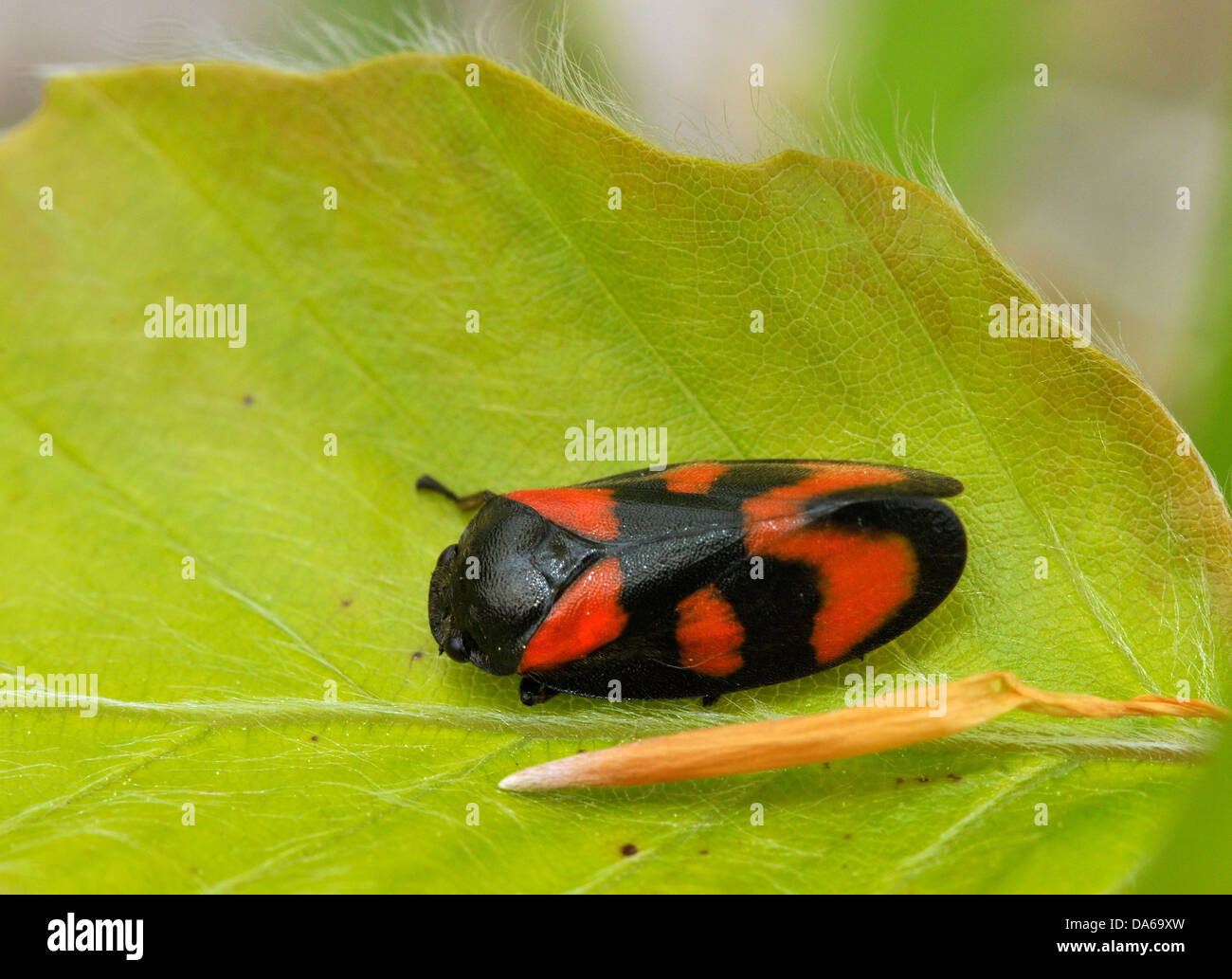 Rouge et Noir - Froghopper Cercopsis vulnerata Banque D'Images