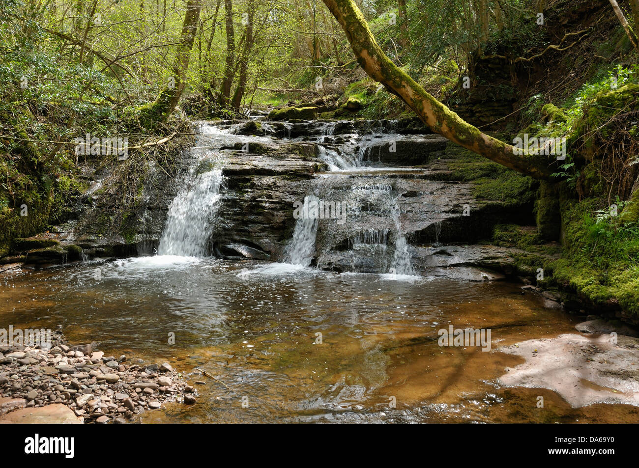 La Cascade sur la rivière Enig à Pwll-y-Wrach près de Talgarth, au Pays de Galles Banque D'Images