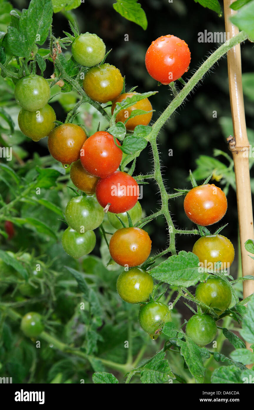 Tomates cerises mûres Sweet Million sur plante. Banque D'Images