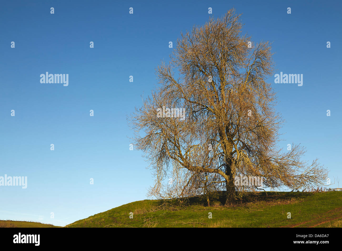 Un frêne en hiver, dans la campagne près de Sherborne, à Dorset, en Grande-Bretagne. Banque D'Images