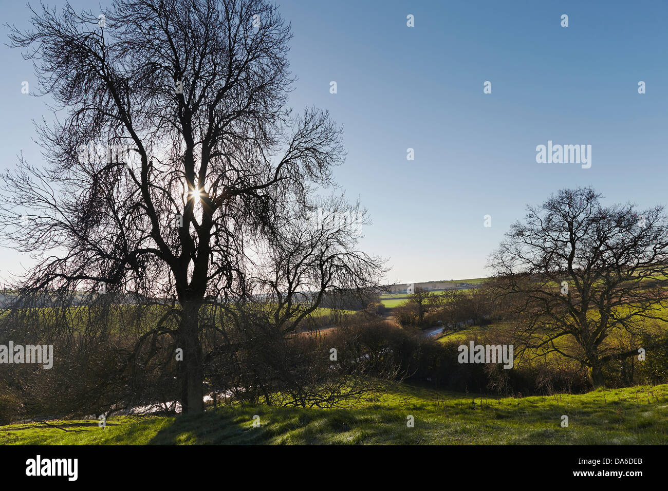 Un frêne en hiver, tailleté par un soleil bas, près de Sherborne, à Dorset, en Grande-Bretagne. Banque D'Images