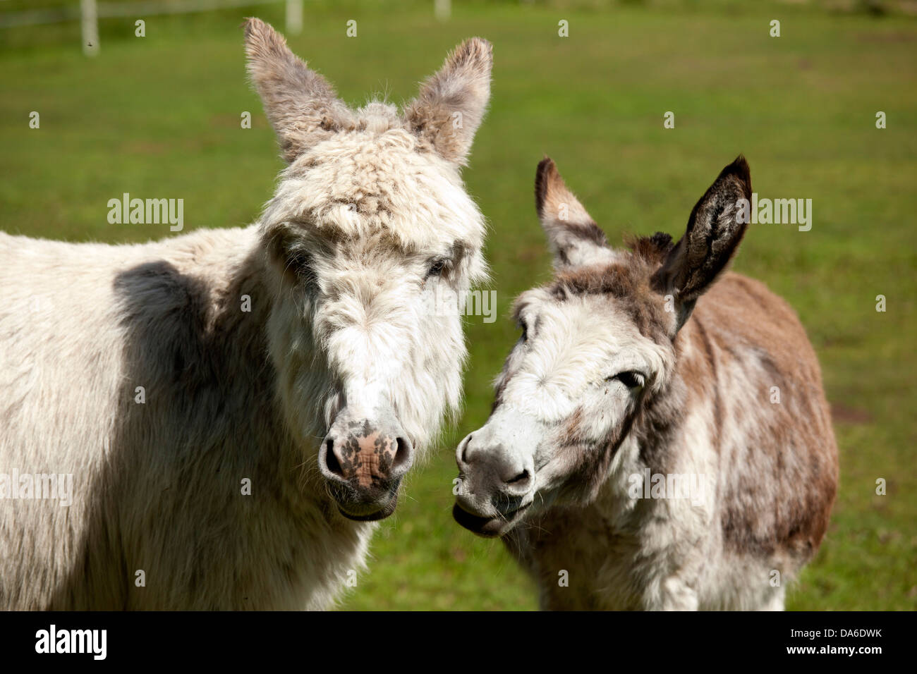 Les ânes au Donkey Sanctuary, Sutton Park. Banque D'Images