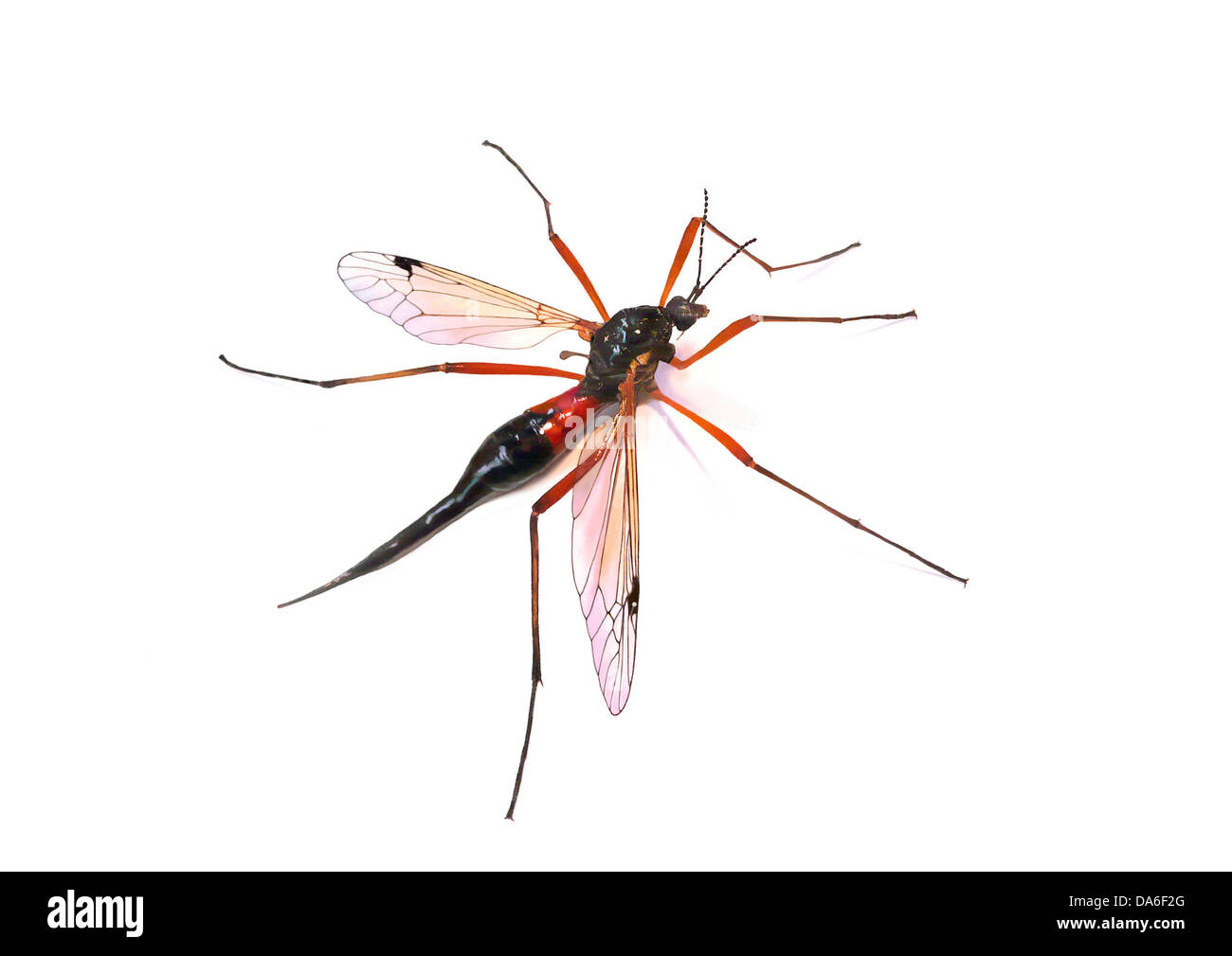 Daddy Longlegs Cranefly ou espèces (Tipula maxima) Banque D'Images