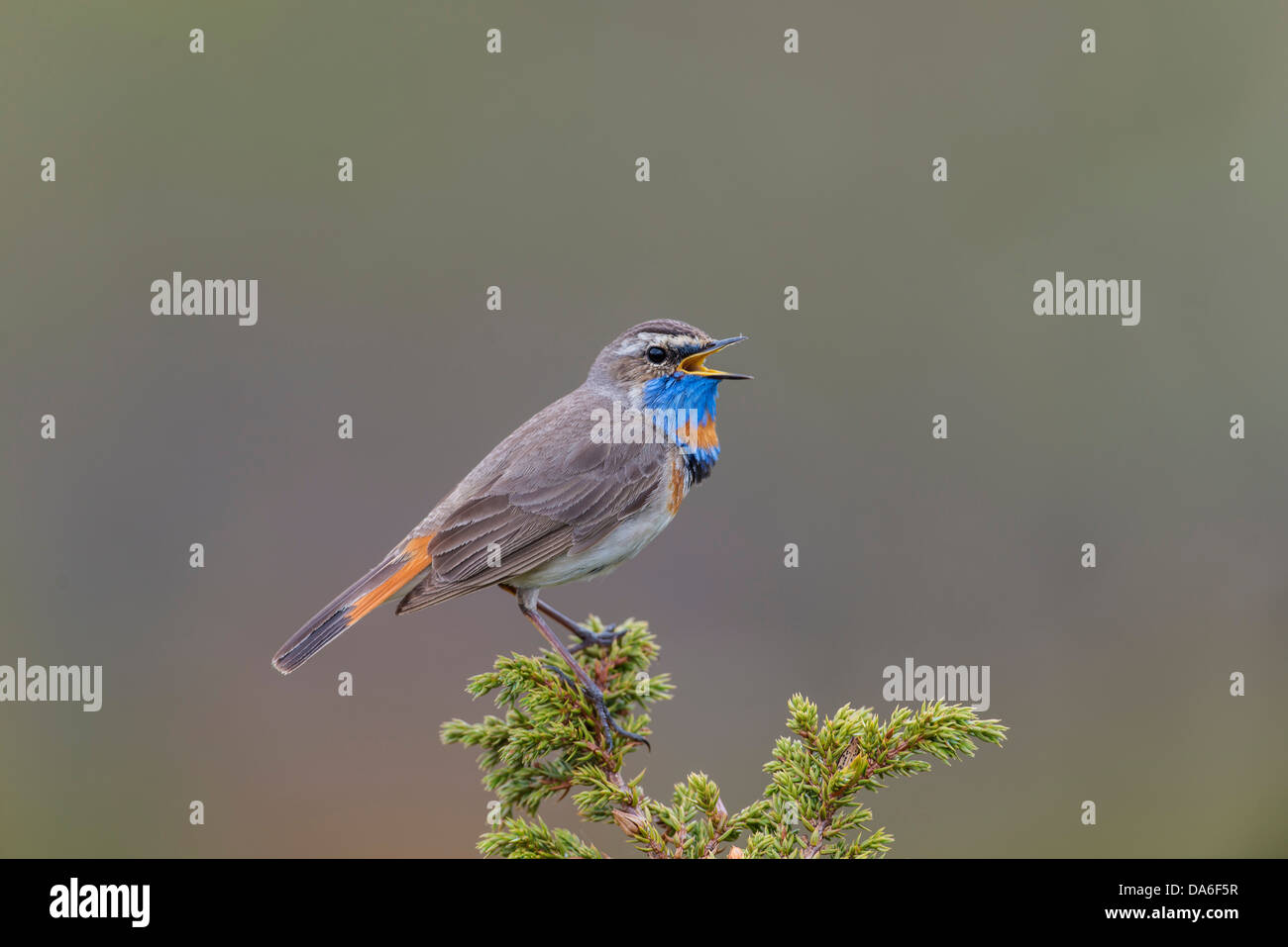 Gorgebleue à miroir (Luscinia svecica svecica), mâle chanteur Banque D'Images