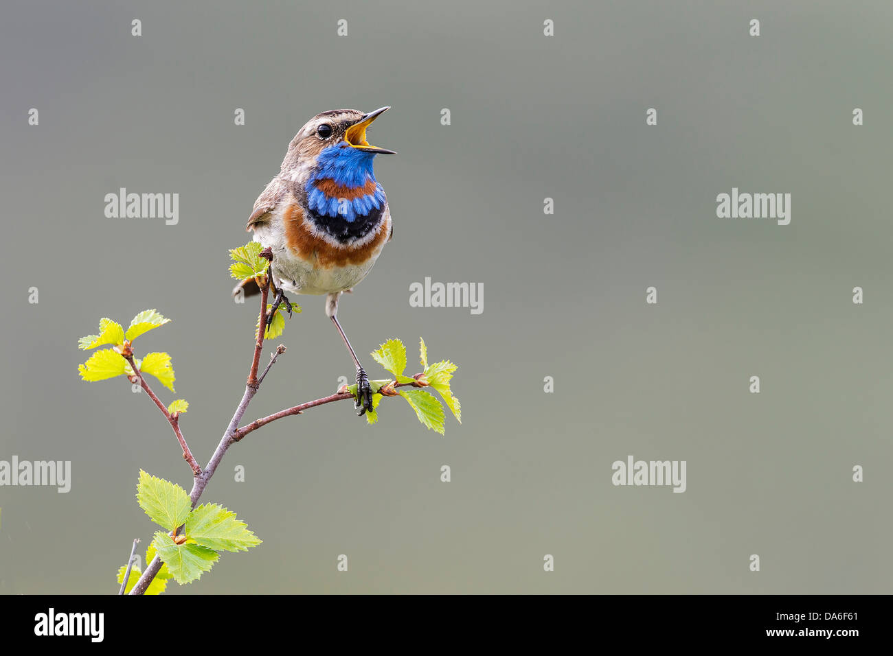 Gorgebleue à miroir (Luscinia svecica svecica), mâle chanteur Banque D'Images