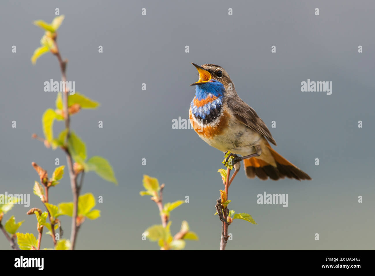 Gorgebleue à miroir (Luscinia svecica svecica), mâle chanteur Banque D'Images