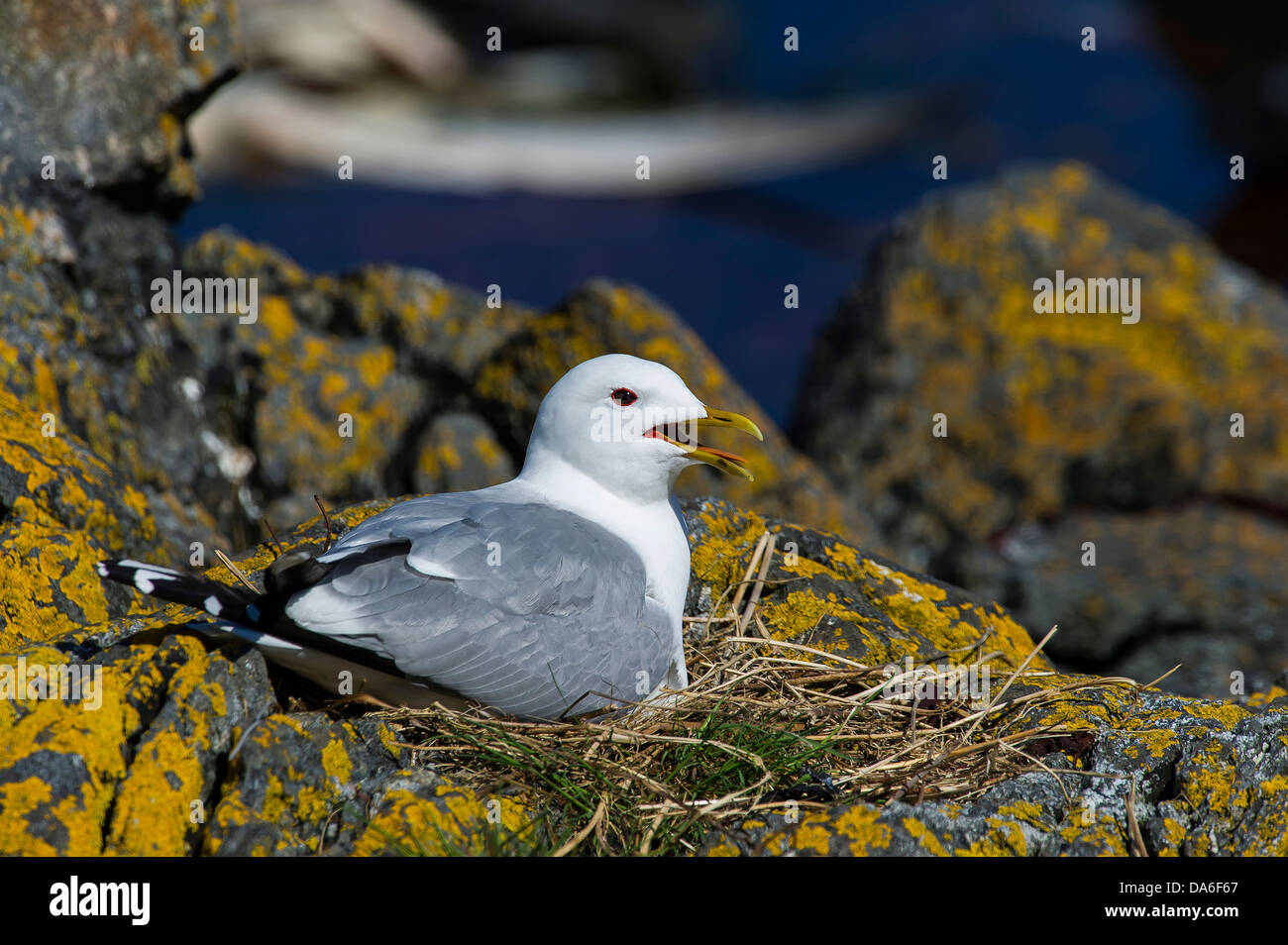 La Mouette tridactyle (Rissa tridactyla), d'oiseaux adultes assis dans un nid Banque D'Images