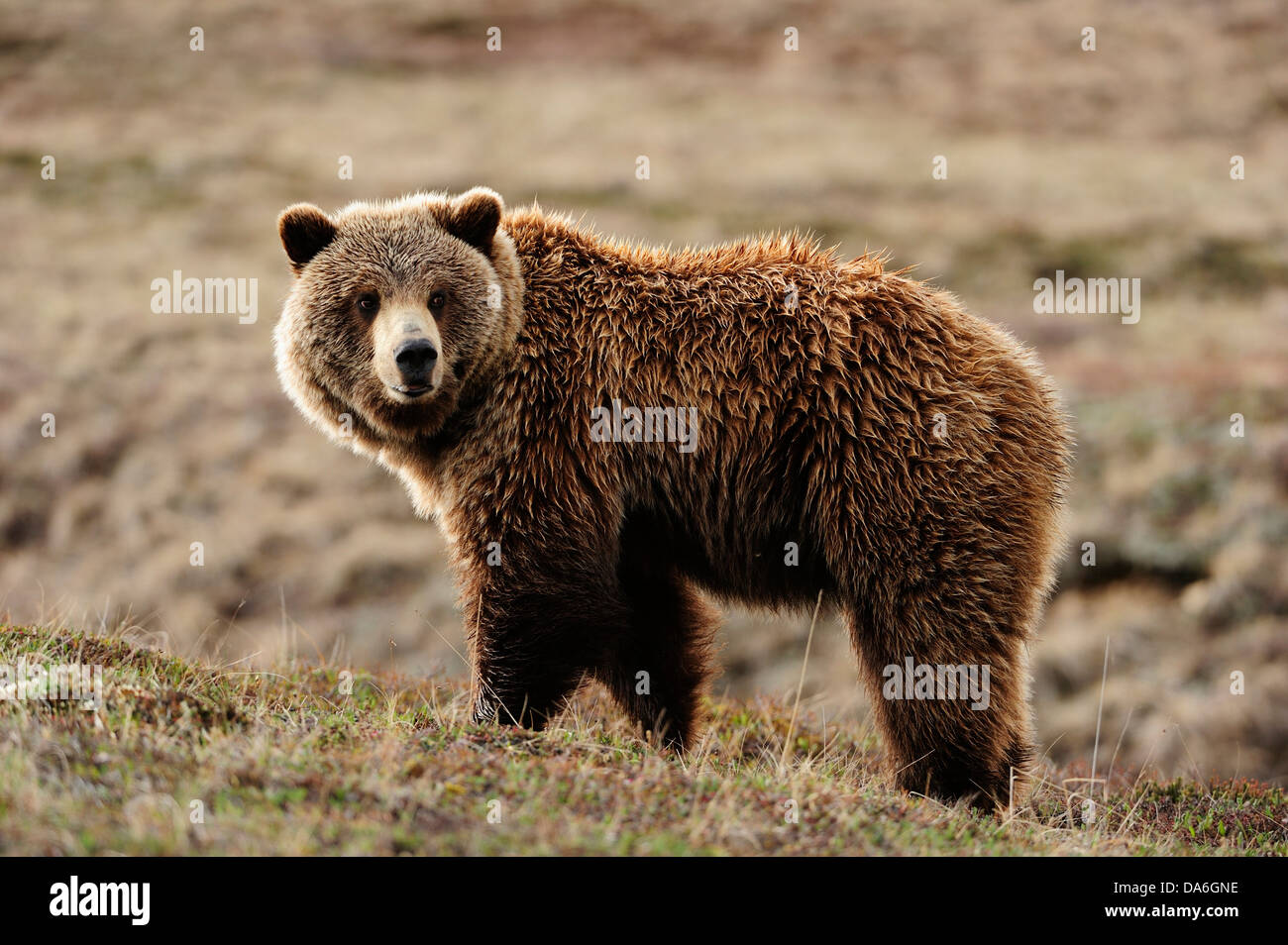 Ours grizzli (Ursus arctos horribilis) dans la toundra arctique Banque D'Images