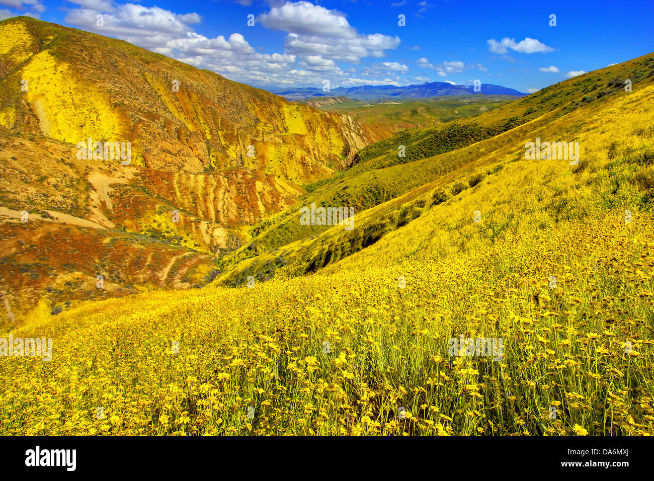USA, United States, Amérique, Californie, Carrizo Plain, paysage, Monument National, de fleurs sauvages, printemps, saisons, Banque D'Images