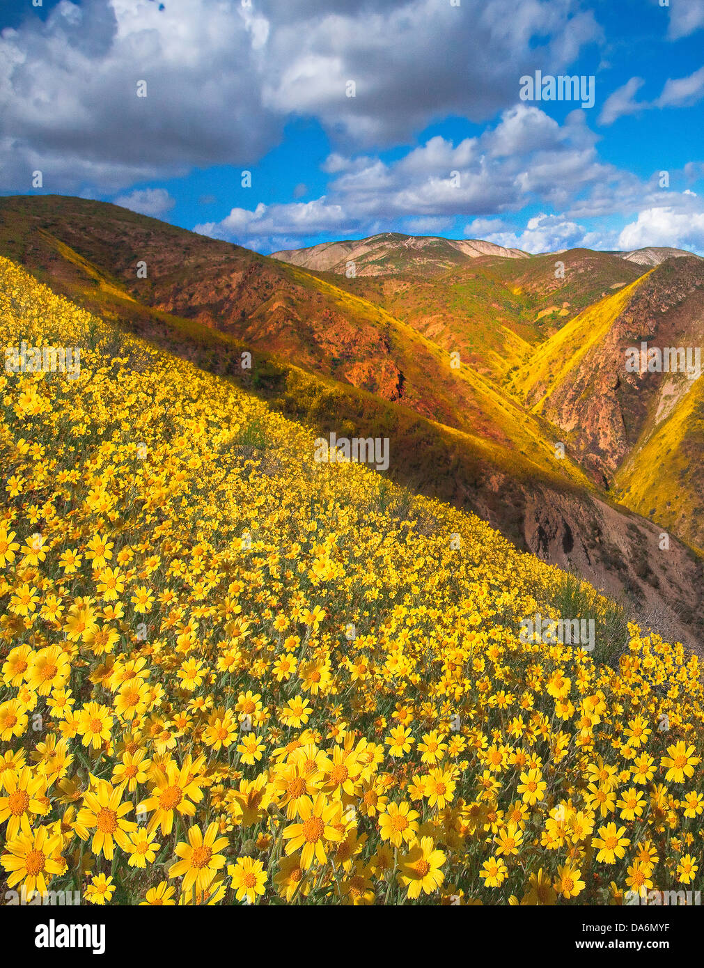 USA, United States, Amérique, Californie, Carrizo Plain, paysage, Monument National, de fleurs sauvages, printemps, saisons, Blooms, débit Banque D'Images