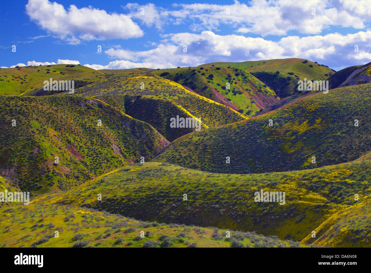 USA, United States, Amérique, Californie, Carrizo Plain, paysage, Monument National, de fleurs sauvages, printemps, saisons, Hills Banque D'Images