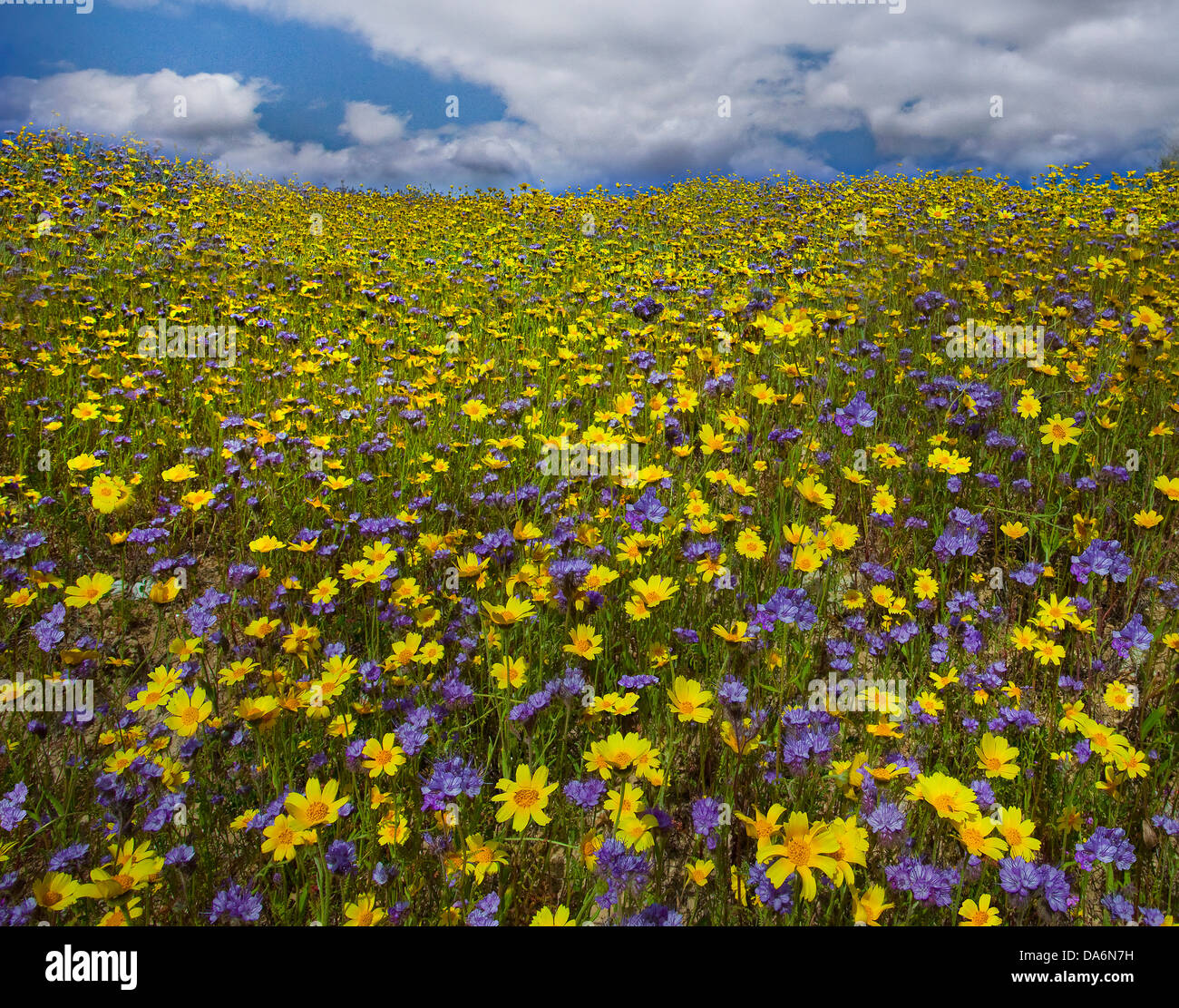 USA, United States, Amérique, Californie, Carrizo Plain, paysage, Monument National, de fleurs sauvages, printemps, saisons, Banque D'Images