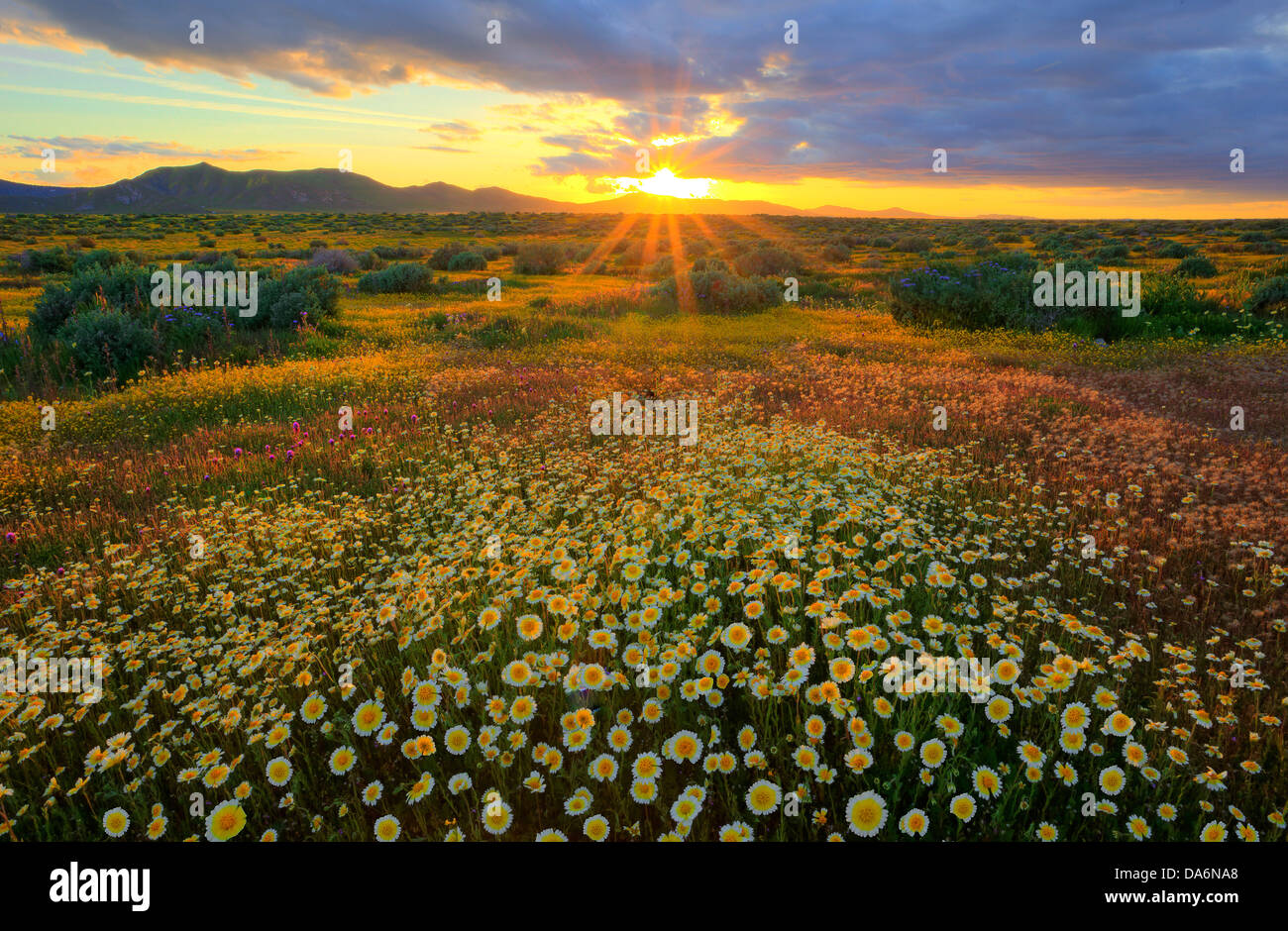 USA, United States, Amérique, Californie, Carrizo Plain, paysage, Monument National, de fleurs sauvages, printemps, saisons, Bloom, rose ... Banque D'Images