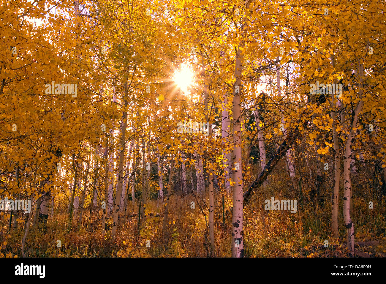 USA, United States, Amérique, Colorado, l'automne, l'automne, la couleur de l'automne, saisons, trembles, National Forest, Gunnison, montagnes Rocheuses, Ro Banque D'Images