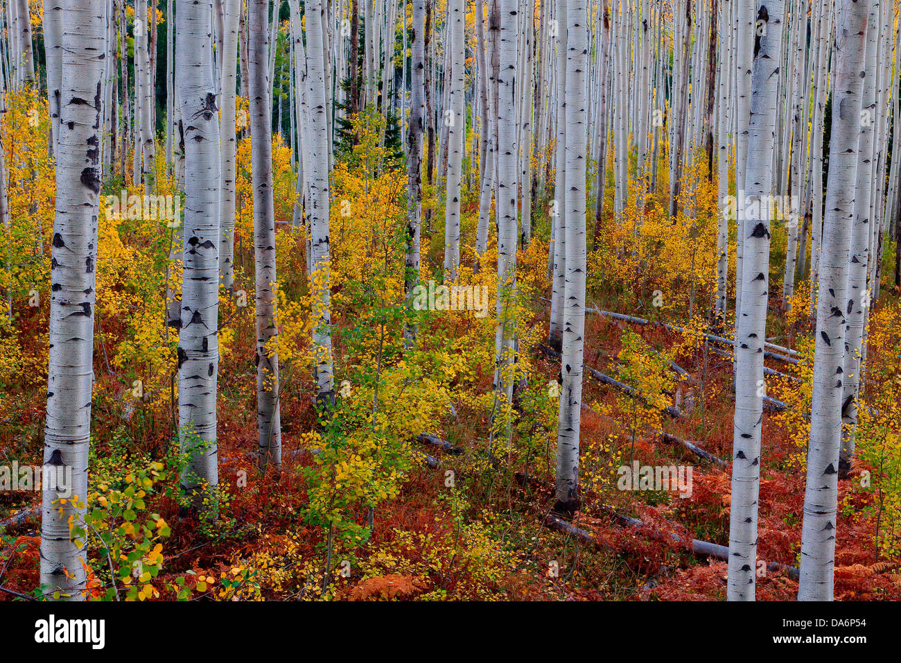 USA, United States, Amérique, Colorado, l'automne, l'automne, la couleur de l'automne, saisons, trembles, arbres, forêt, Gunnison National Banque D'Images
