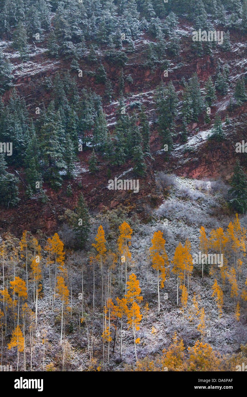 USA, United States, Amérique, Colorado, Automne, Automne, arbres, la couleur de l'automne, arbres, forêt, Banque D'Images