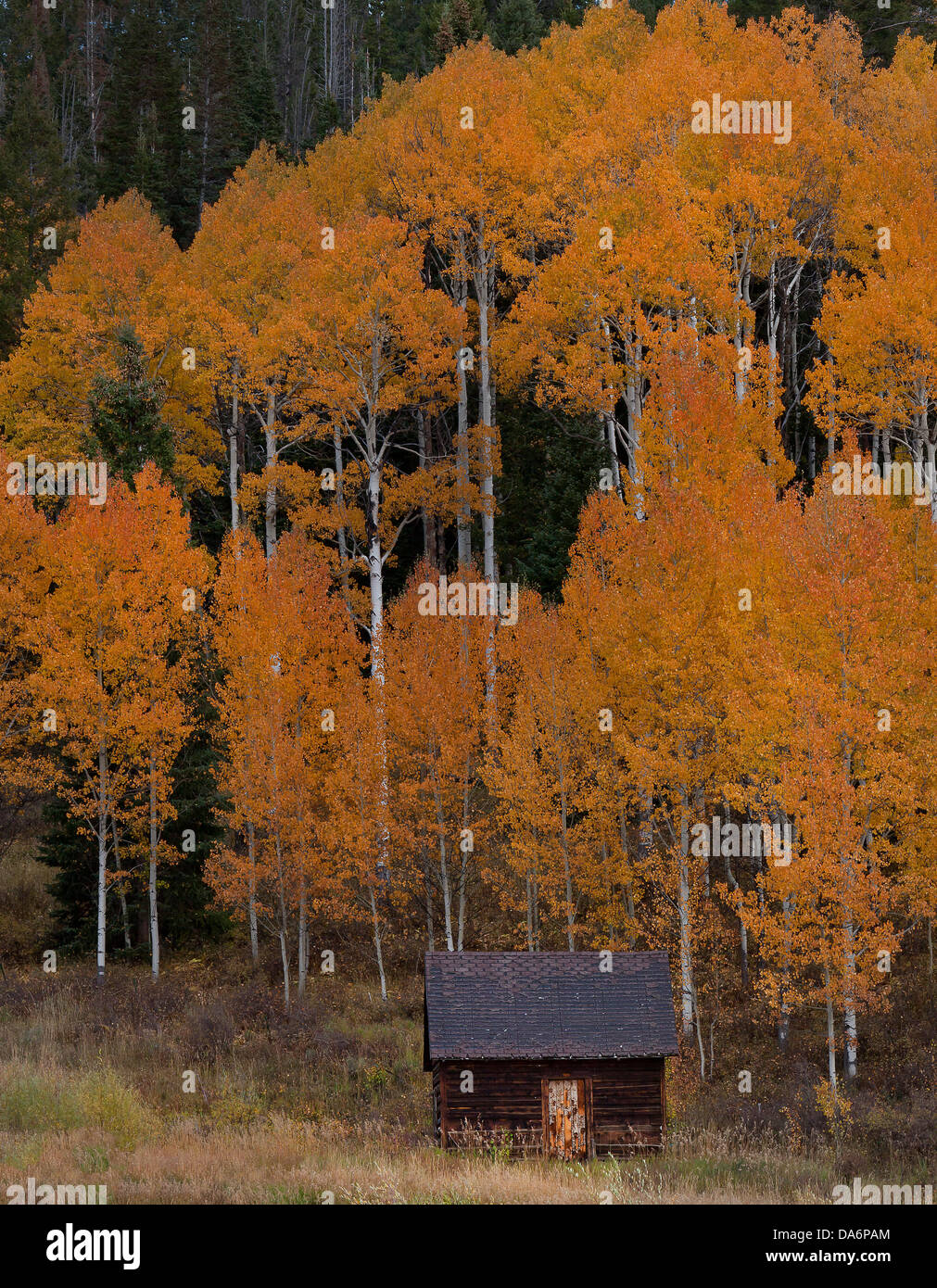 USA, United States, Amérique, Colorado, Automne, Automne, arbres, la couleur de l'automne, grange, arbres, forêt Banque D'Images