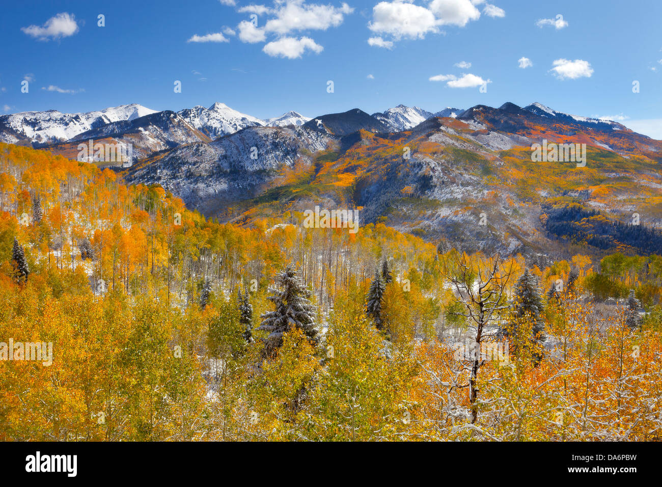 USA, United States, Amérique, Colorado, Automne, Automne, arbres, la couleur de l'automne, le tremble, montagnes Banque D'Images