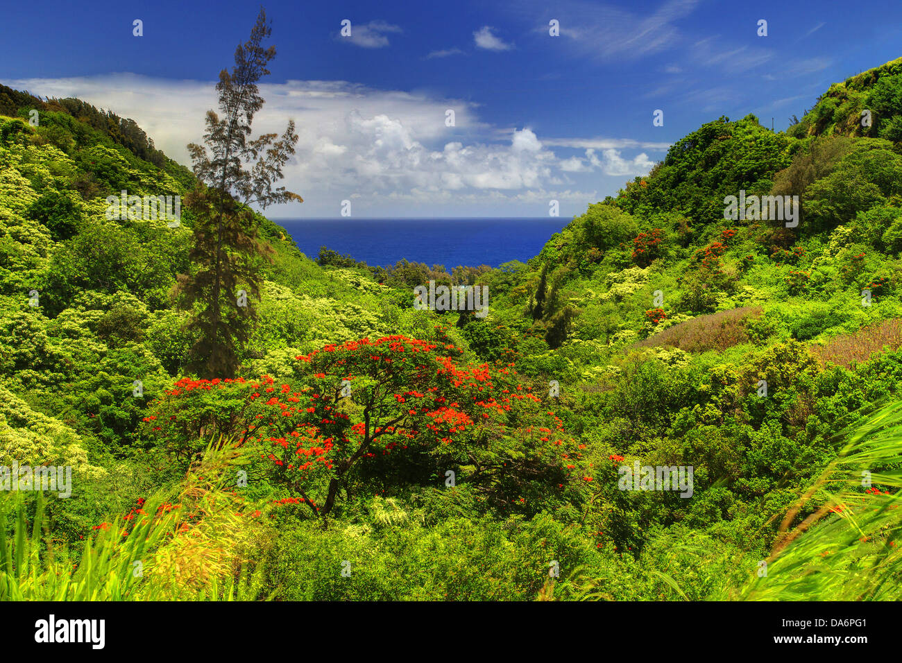 USA, United States, Amérique, New York, Big Island, le Pacifique, l'océan, la Vallée, fleurs, fleurs, fleurs, végétation Banque D'Images