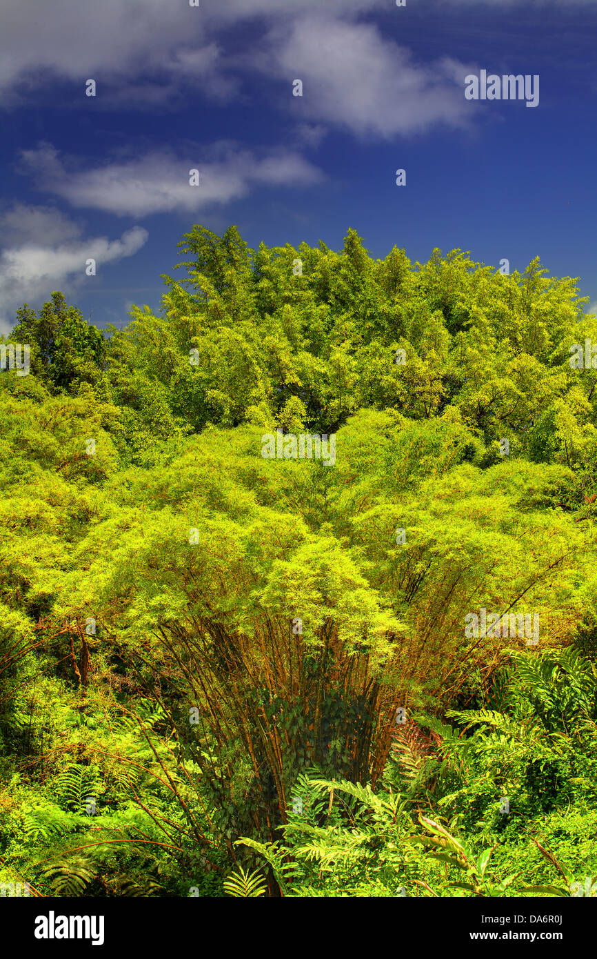 USA, United States, Amérique, New York, Big Island, des arbres, des palmiers, le gingembre sauvage, vert Banque D'Images