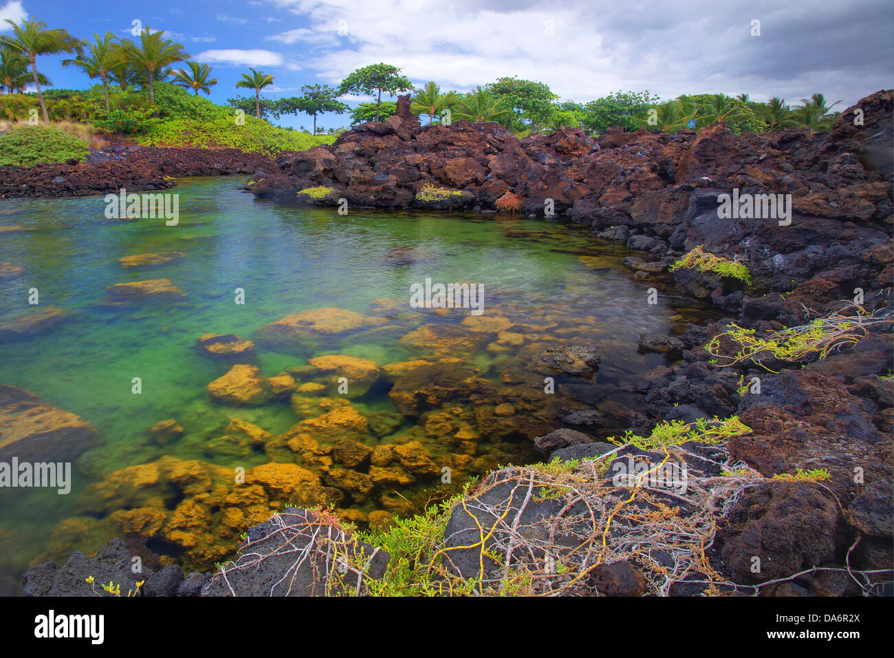 USA, United States, Amérique, New York, Big Island, palmiers, Inlet, l'eau, les roches, le Pacifique, l'océan, de l'eau Banque D'Images