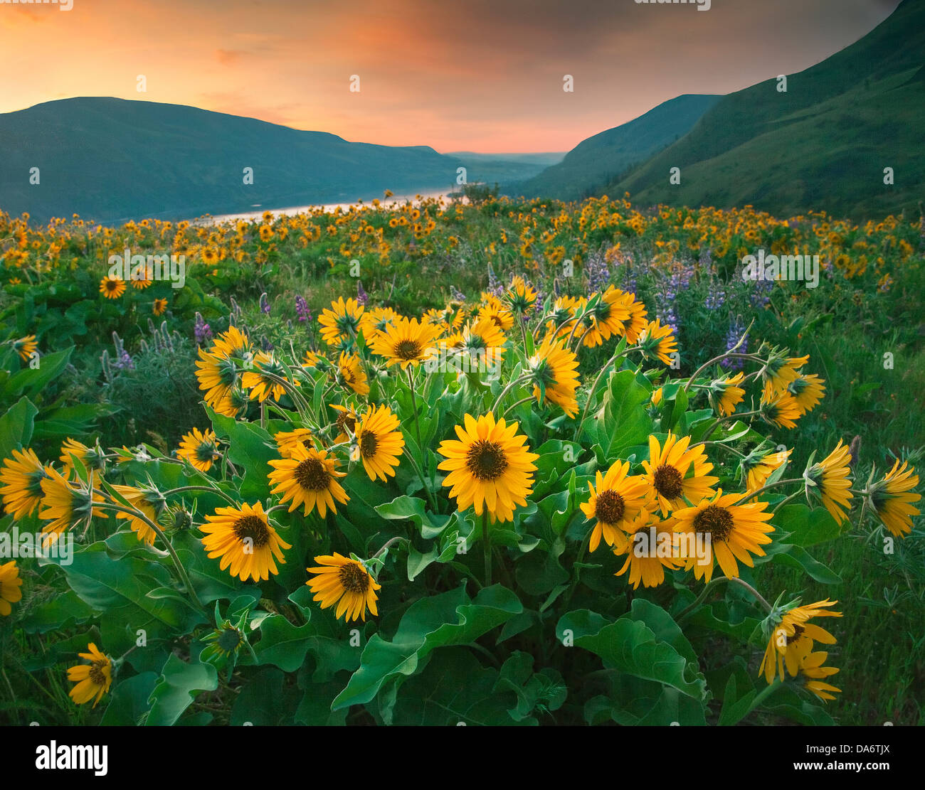 USA, United States, Amérique du Nord, l'Oregon, Hood River, Rowena Crest, Plateau, Tom McCall respecter une zone, les fleurs sauvages, les tournesols, les sprin Banque D'Images