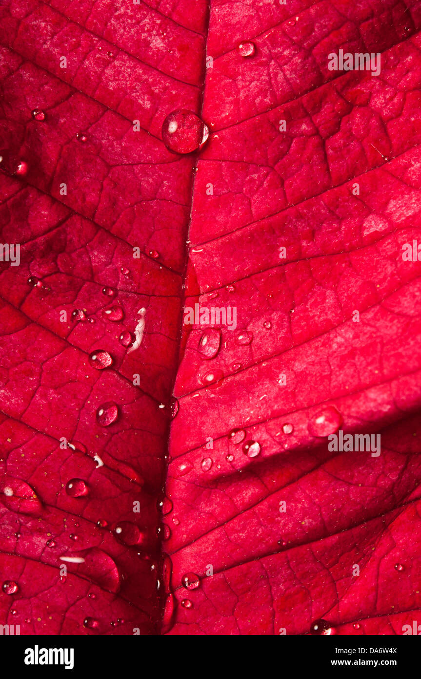 Macro d'une feuille de poinsettia avec gouttes d'eau Banque D'Images