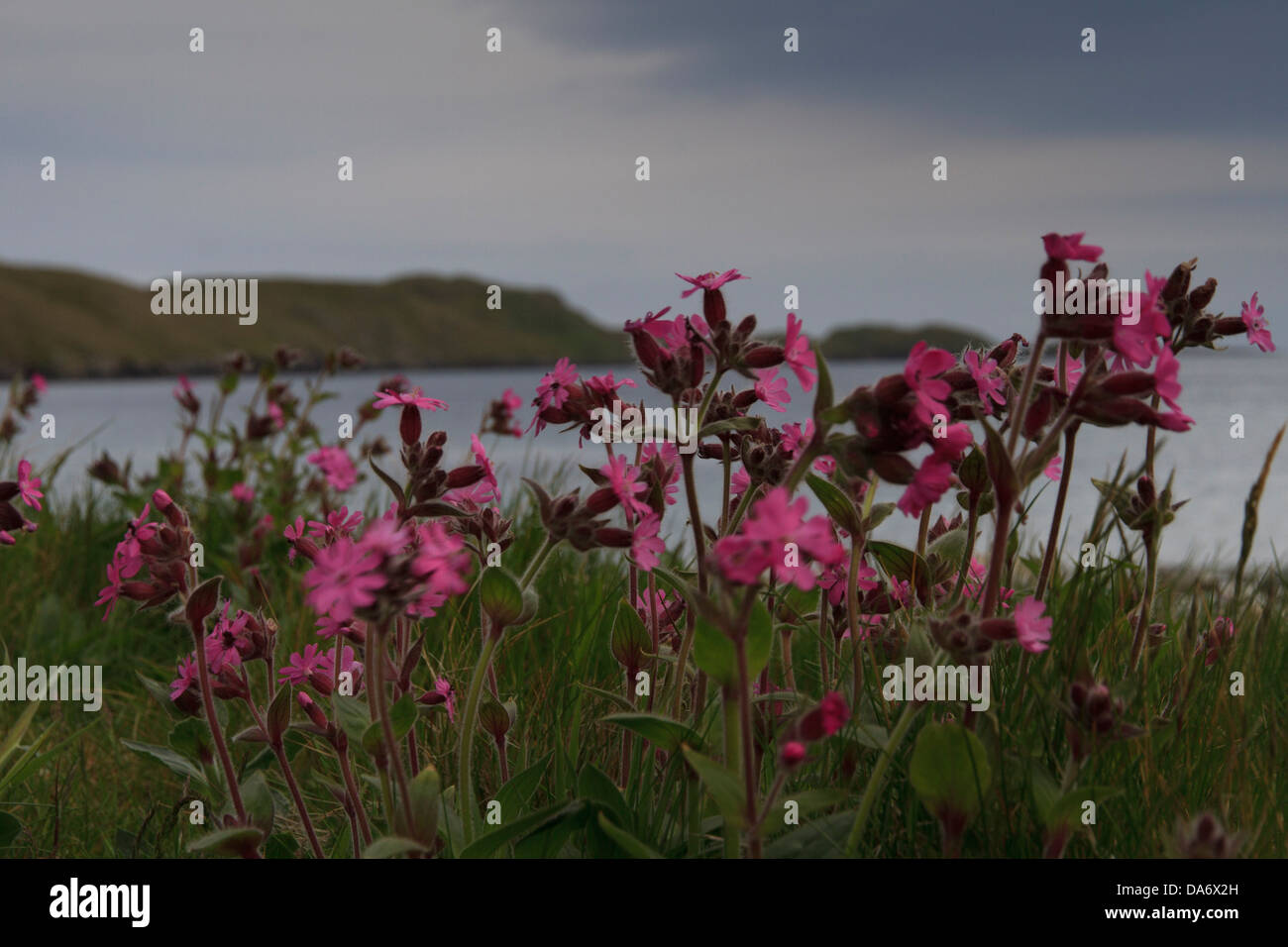 Red (Silene dioica) dans le vent près de la mer Banque D'Images