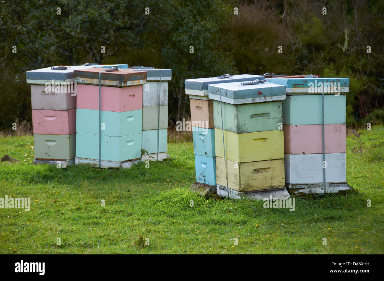 Ruches Langstroth dans un champ sur la côte de Raglan, en Nouvelle-Zélande. Banque D'Images
