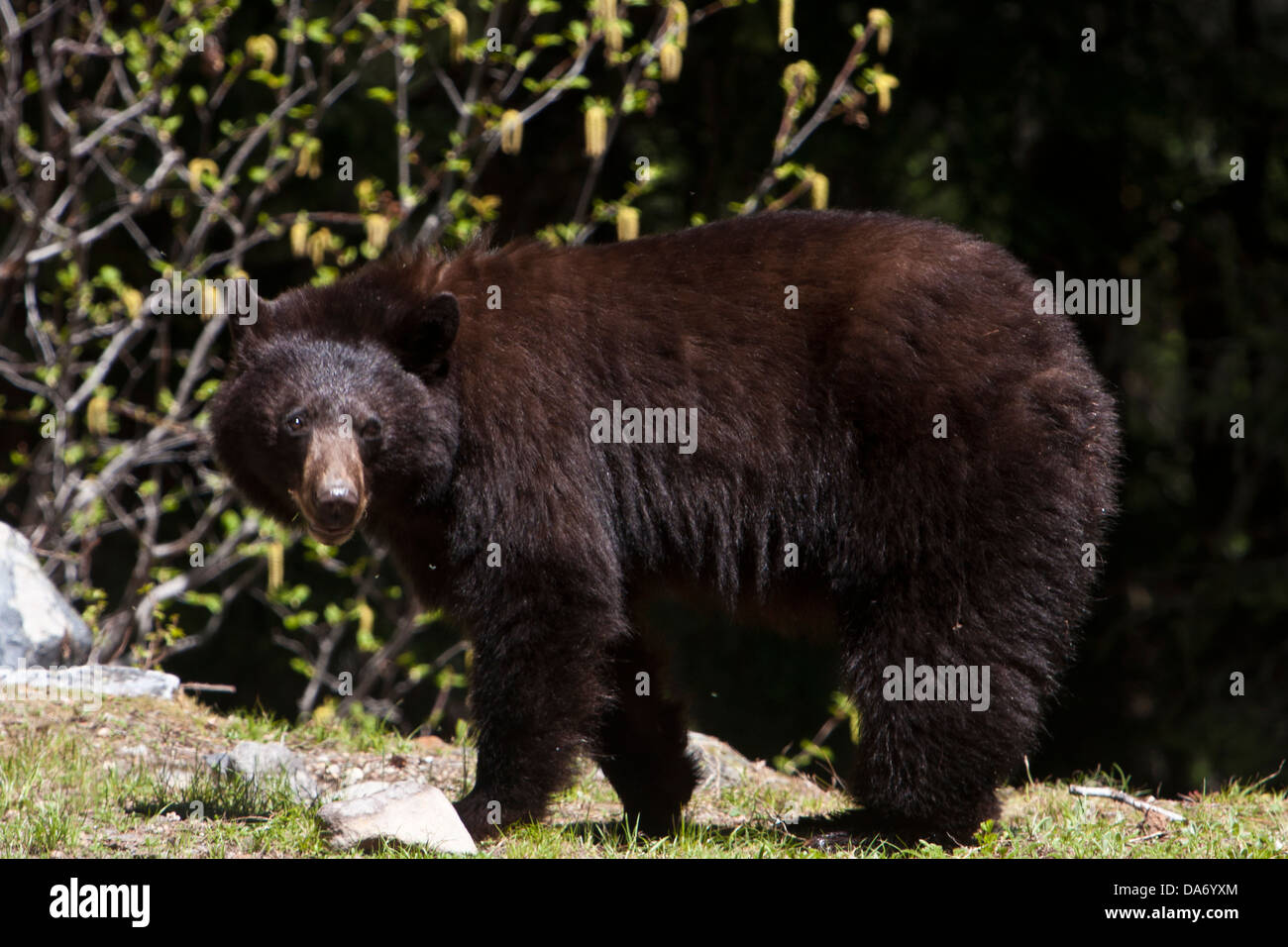 Un ours noir dans le Parc National de Mount Rainier, Cascades, Washington, USA. Banque D'Images