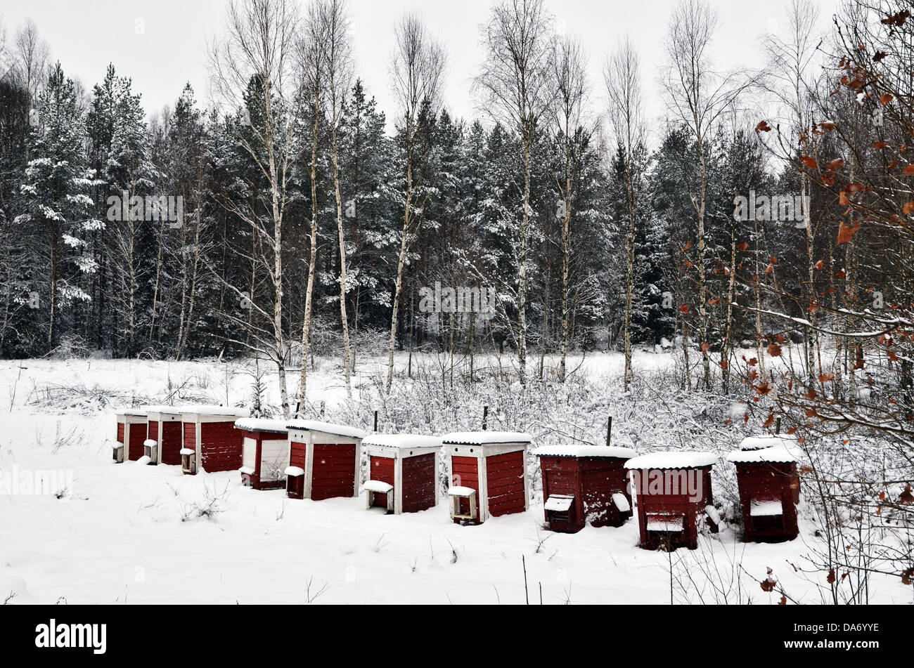 Ruches rouge en hiver Banque D'Images