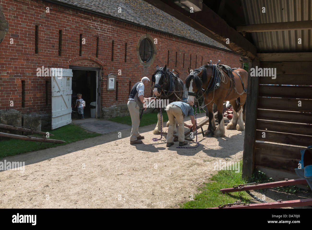 Une paire de chevaux lourds se préparer à farmwork à Acton Scott ferme. Le Shropshire Banque D'Images