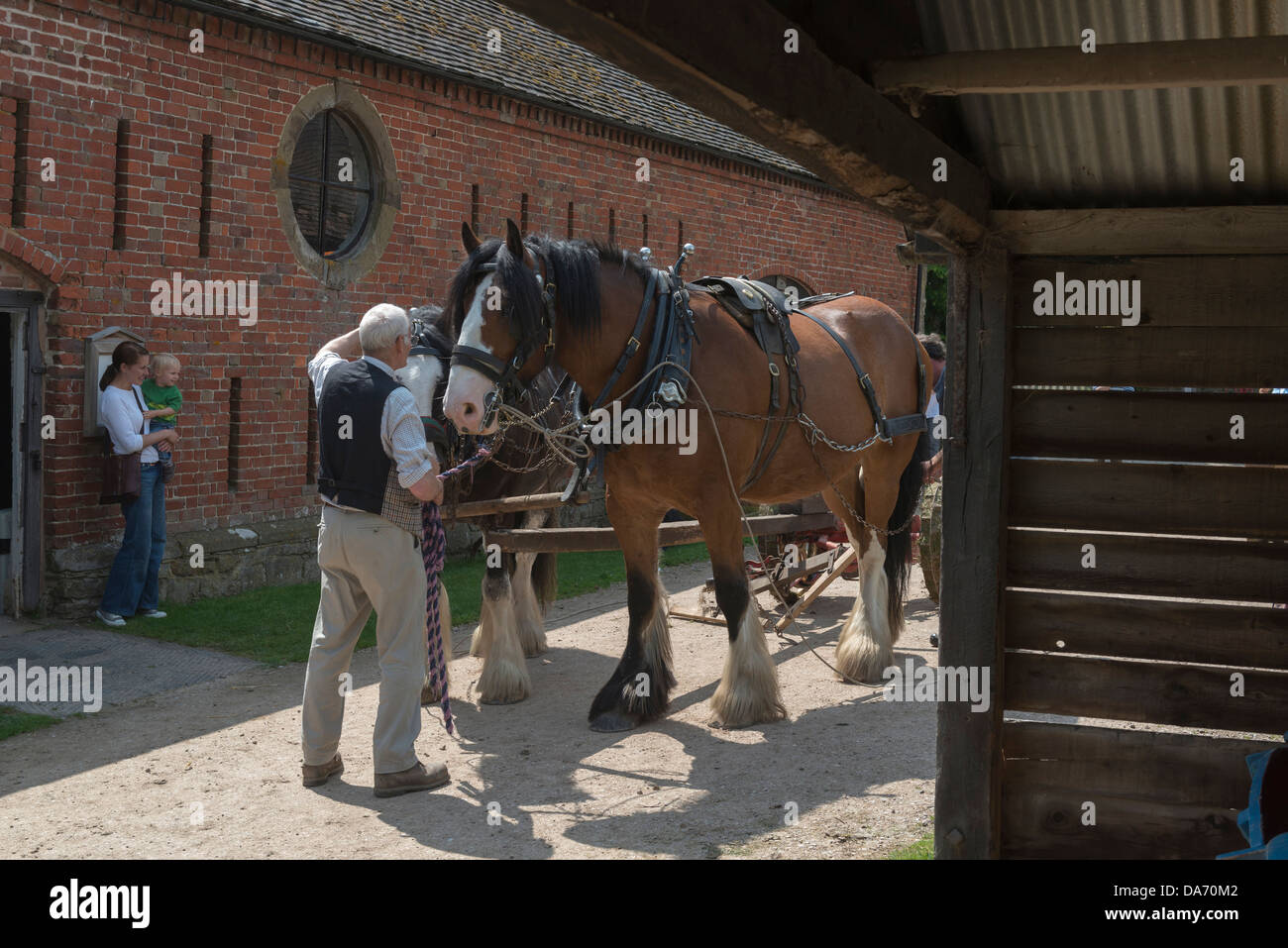 Une paire de chevaux lourds se préparer à farmwork à Acton Scott ferme. Le Shropshire Banque D'Images