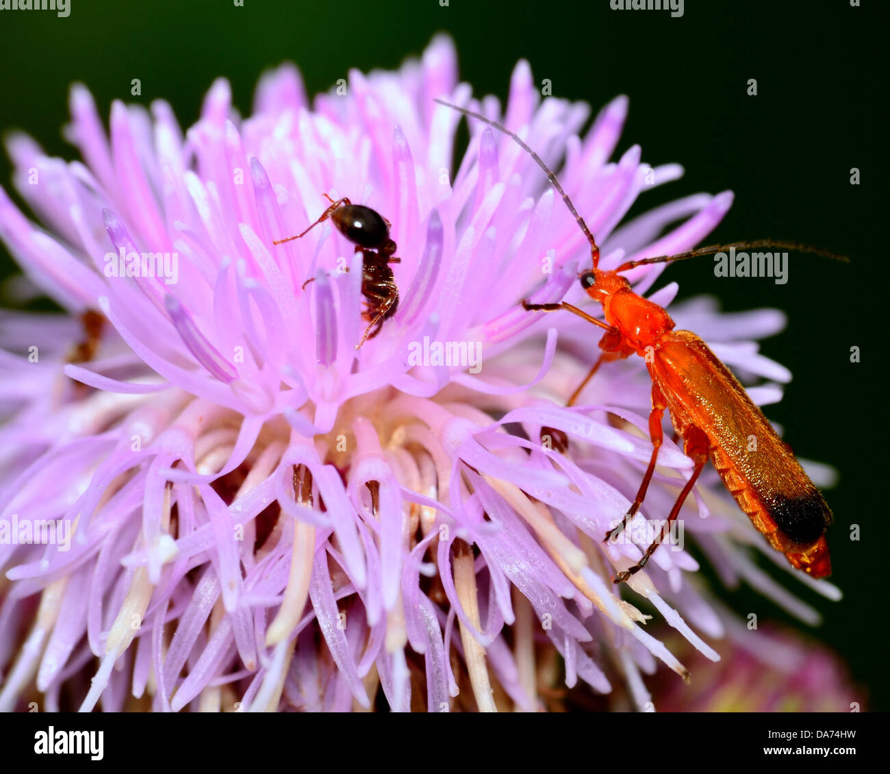 Soldat Beetle perché sur une fleur avec une fourmi. Banque D'Images