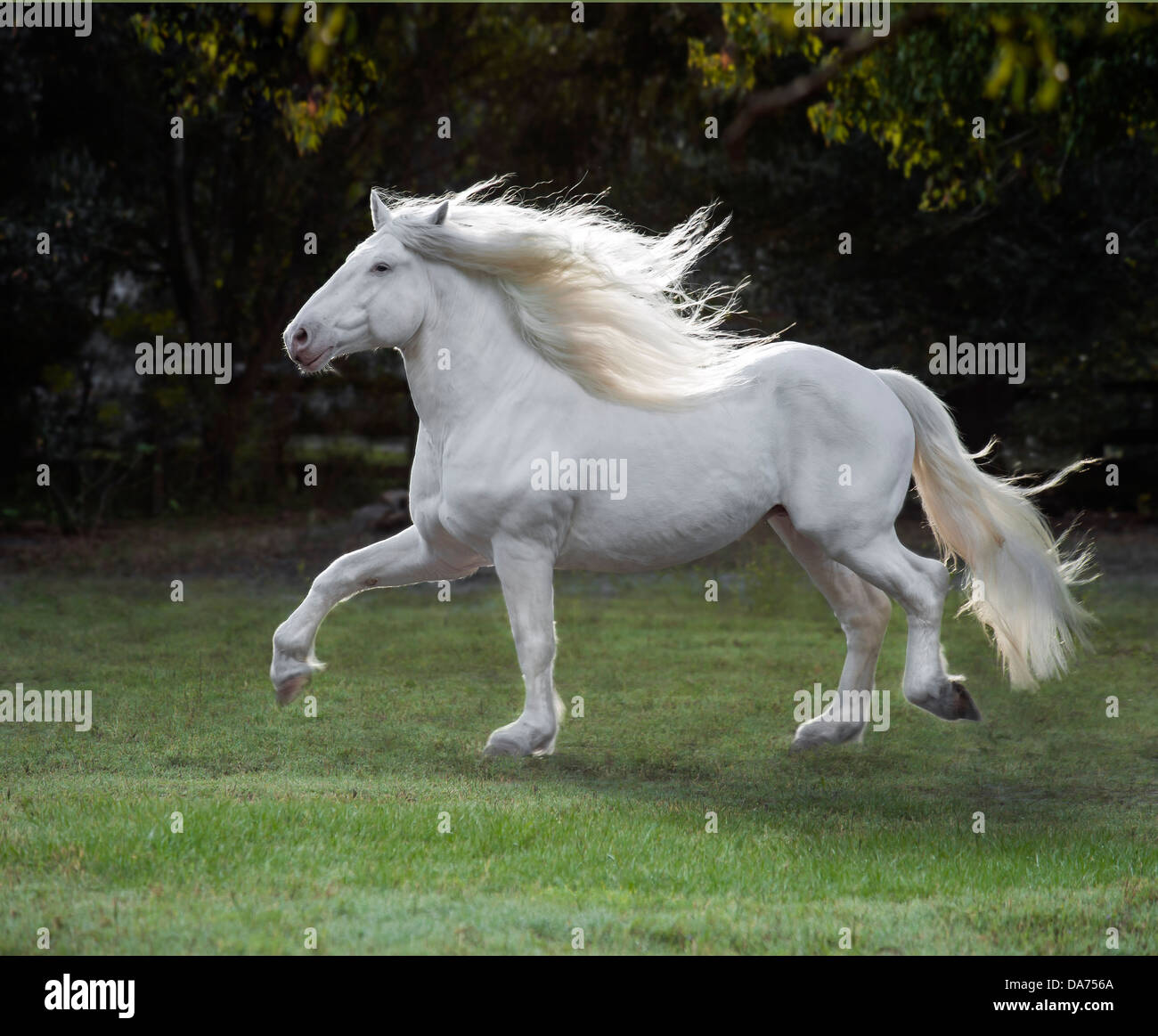 Projet de l'étalon blanc américain Banque D'Images