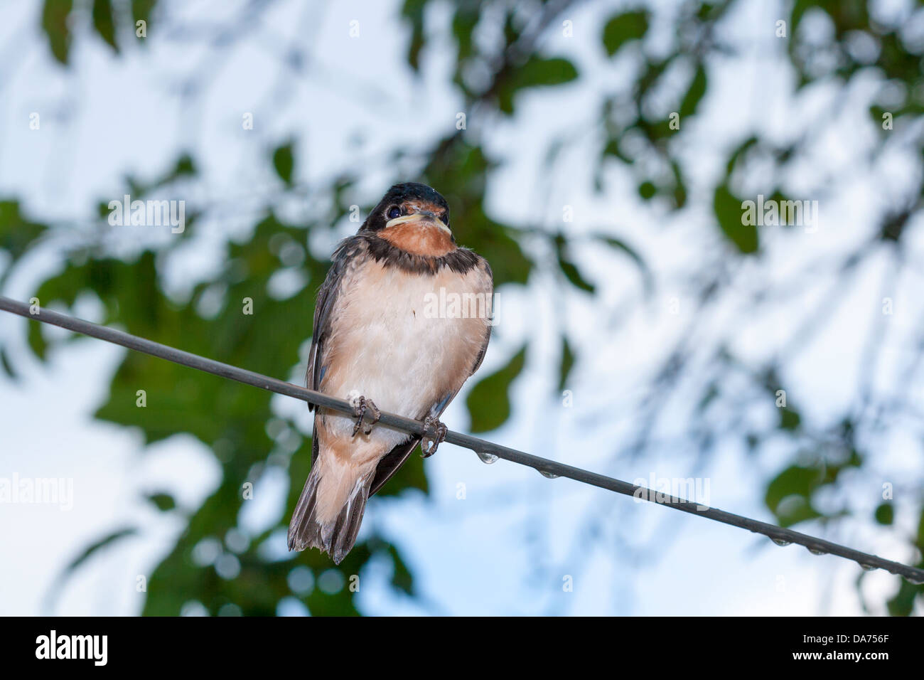 Chick swallow (Hirundo rustica) sur fil de métal Banque D'Images