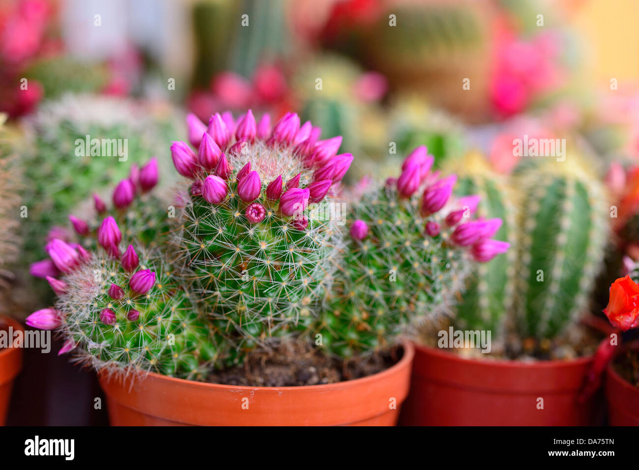 Belle floraison de cactus Banque D'Images