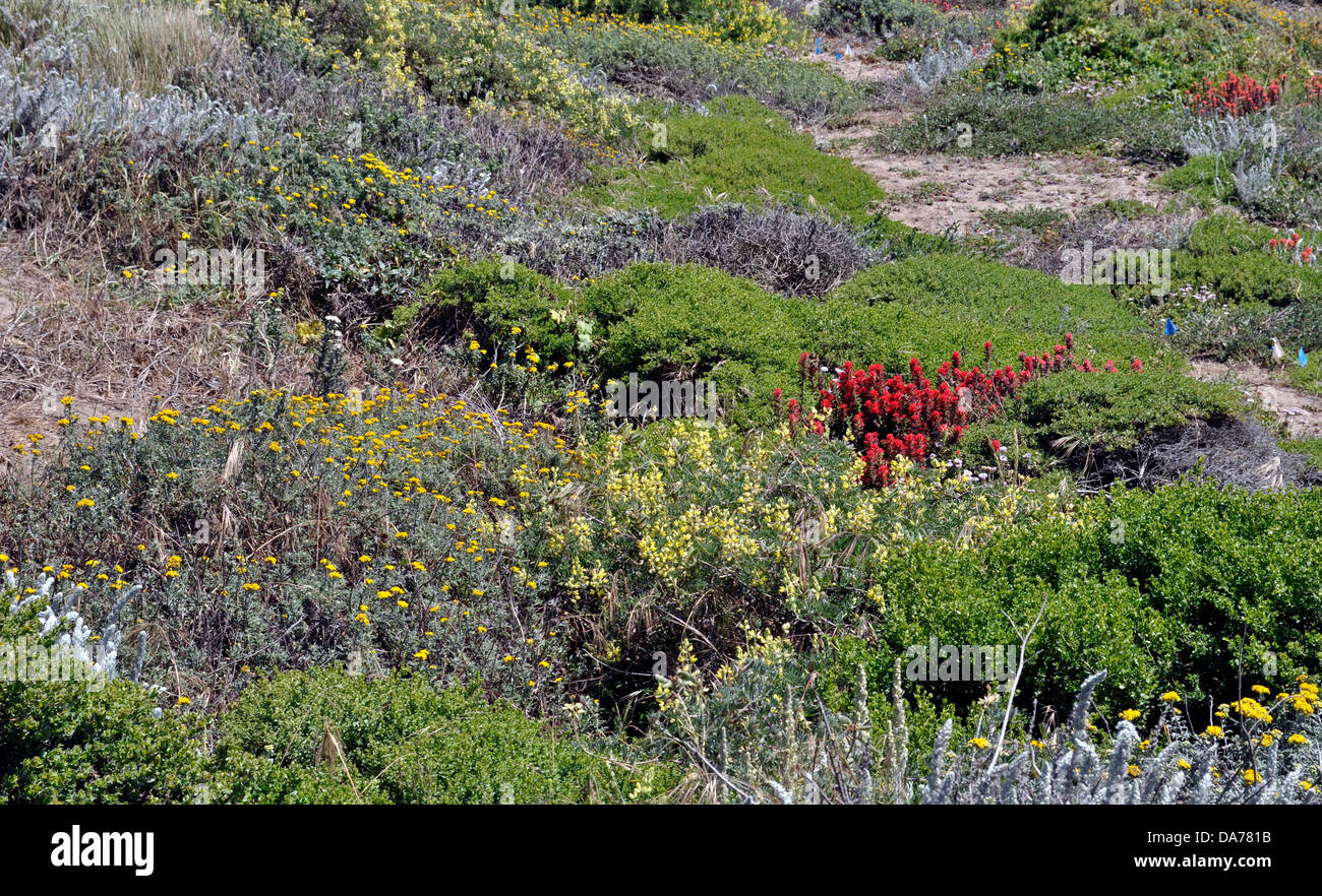 Fleurs sauvages, fin des terres du parc national du Golden Gate, San Francisco, California, USA Banque D'Images