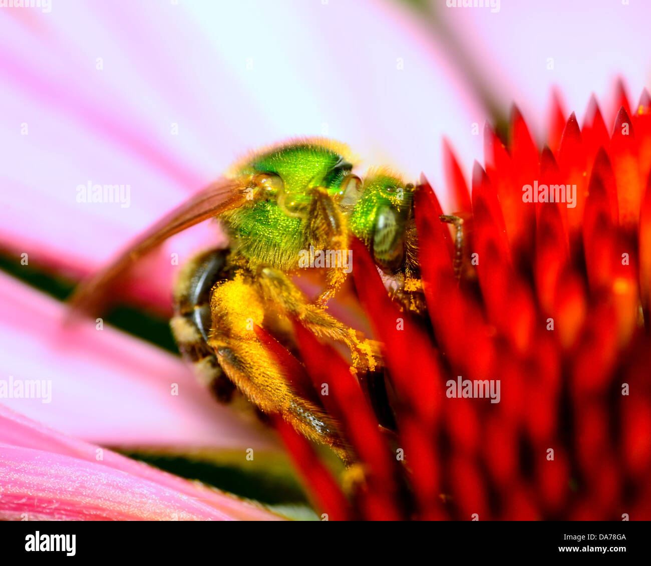 Abeille métallique vert perché sur une fleur la collecte du pollen. Banque D'Images