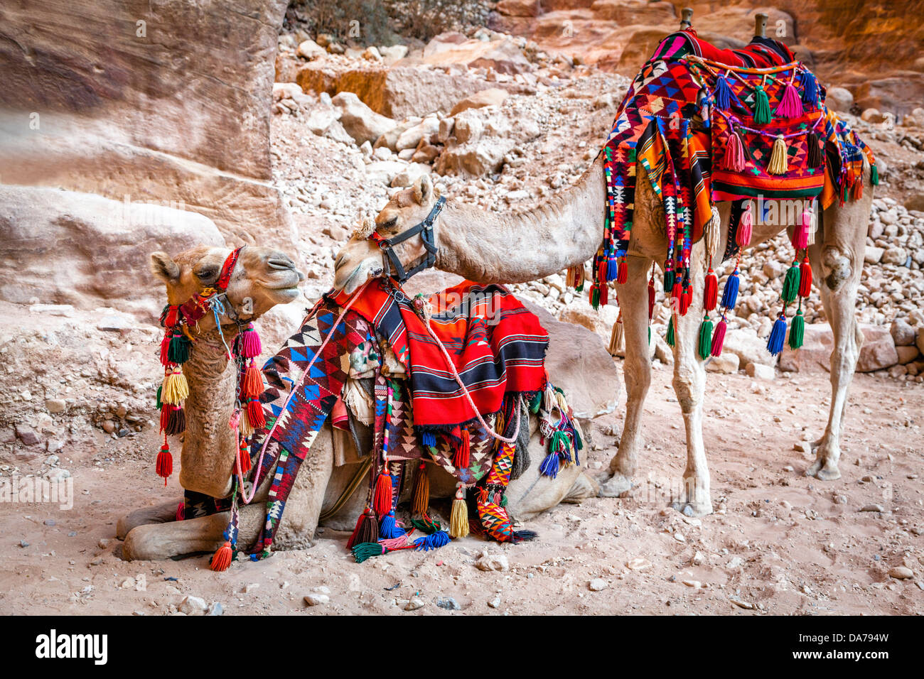 Deux chameaux à Petra, Jordanie Banque D'Images