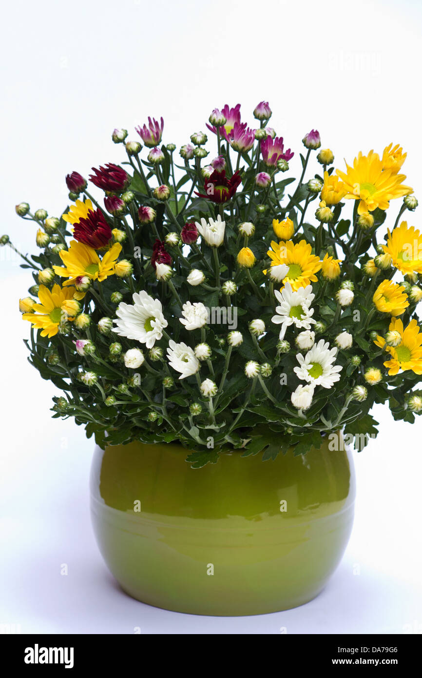 Chrysanthèmes dans un pot vert sur fond blanc Banque D'Images