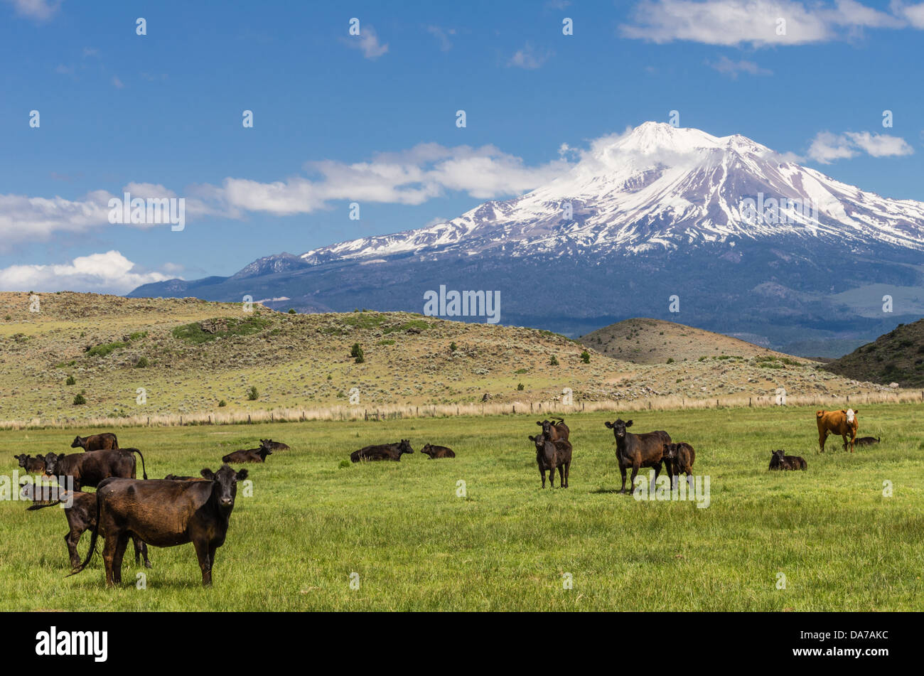 La lutte contre les mauvaises herbes en Californie aux États-Unis. Vue sur le Mont Shasta montrant les pâturages et un troupeau de bovins Banque D'Images