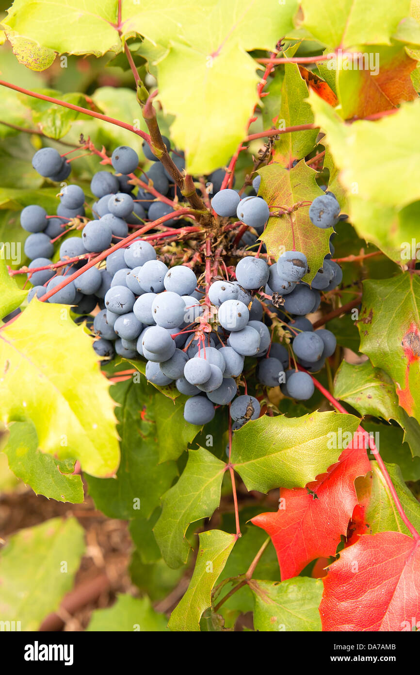 Le raisin d'Oregon avec le feuillage des plantes et petits fruits closeup Banque D'Images