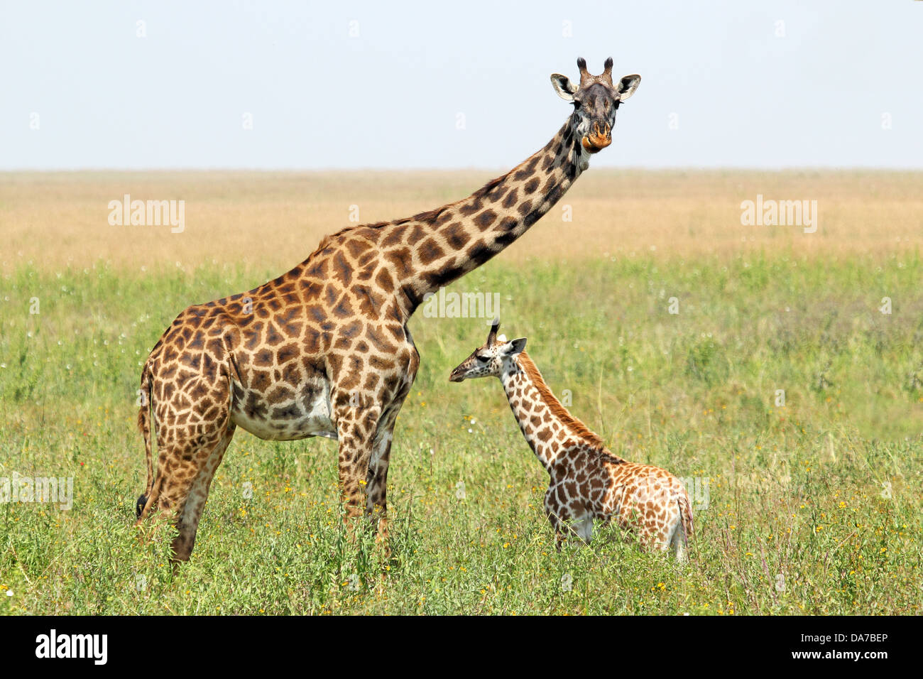 Un jeune et sa mère Girafe (Giraffa camelopardalis) dans le Parc National du Serengeti, Tanzanie Banque D'Images