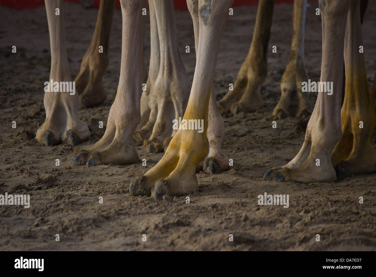 Pieds de chameau Banque de photographies et d’images à haute résolution Alamy