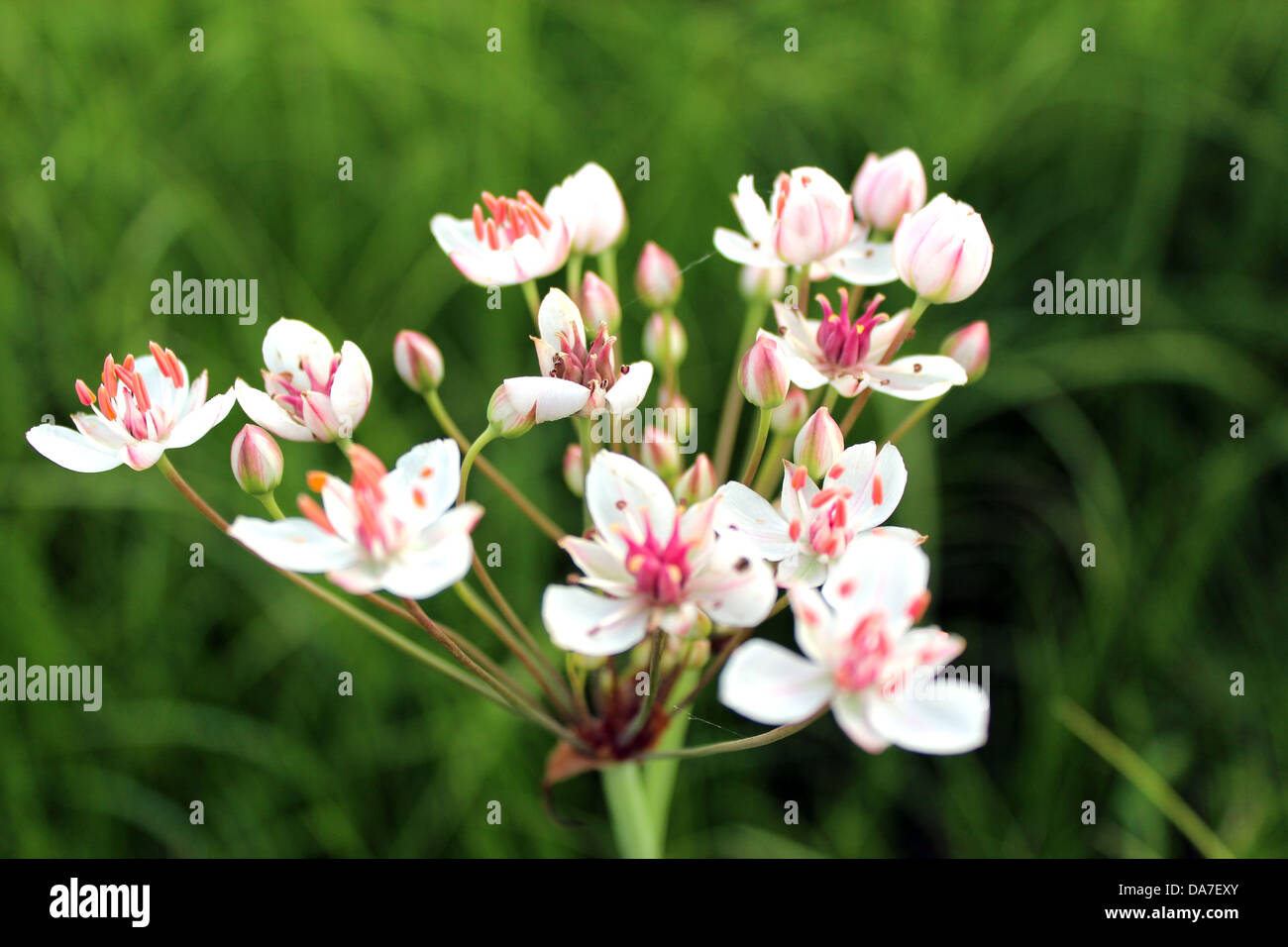 Image de fleurs roses et blanches de Butomus umbellatus Banque D'Images